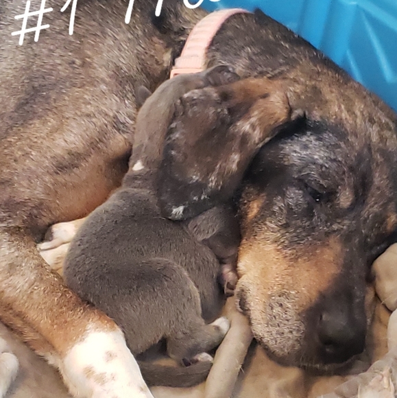 Meet your Posher, Bree - Picture 11 of 12